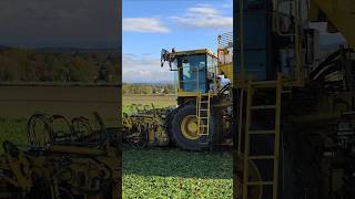 Ropa Tiger 🫜🫜 #agriculture #farming #tractor #work#machine #ropa #harvest