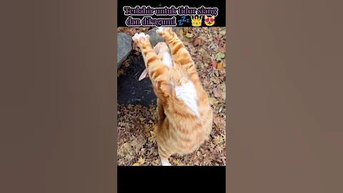 Video 9508061: cat funnycats, cats cute animals adorable, funny cat, best cat