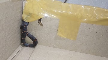 Rắn Lục đầu bạc Quý hiếm nhìn thấy lần thứ 2 trên Cao nguyên đá Đồng Văn