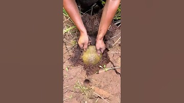 The process of laborers digging soft-shelled turtles in the field