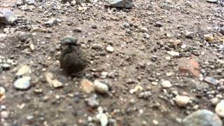 Whats this bug