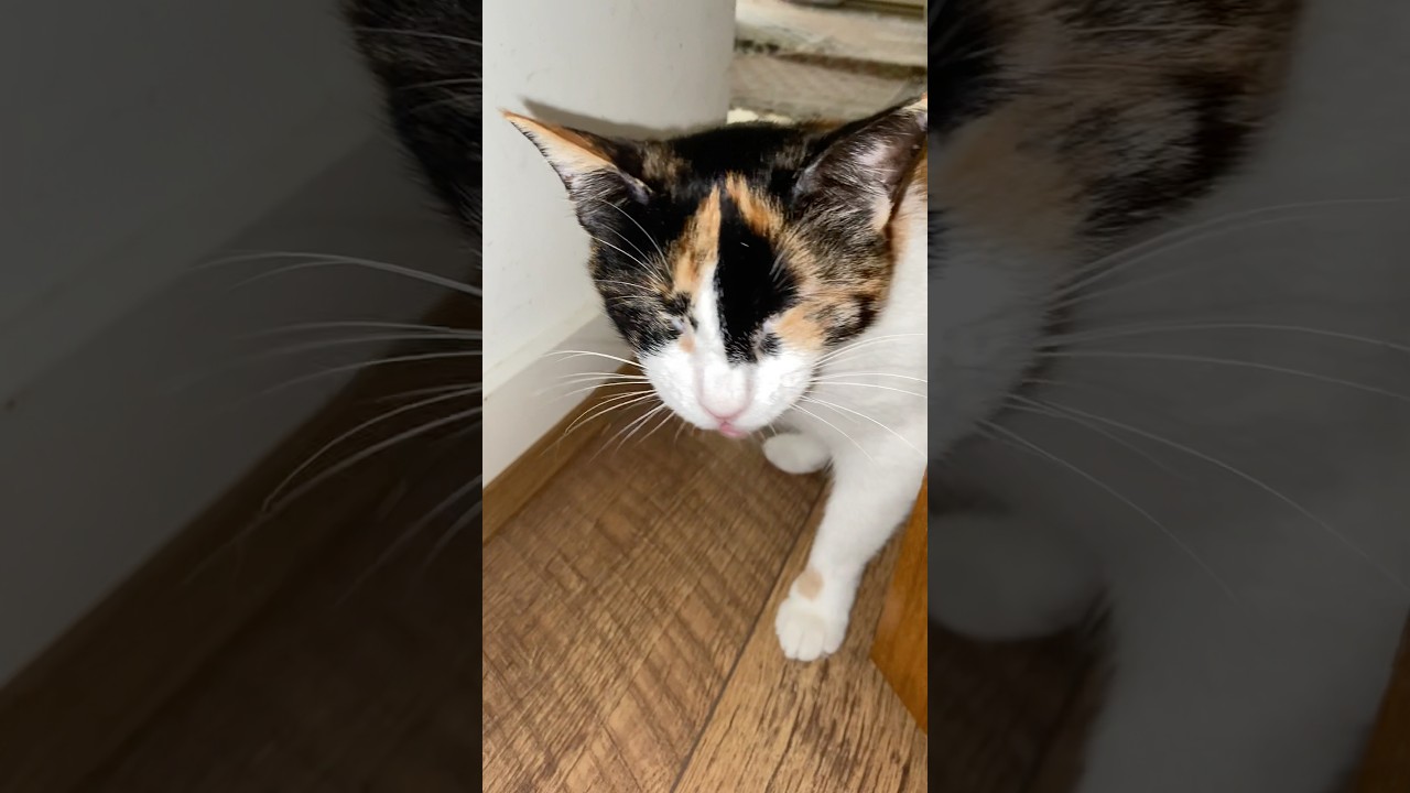 Blind cat meows :(