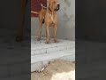 Heavy built mastiff type BK