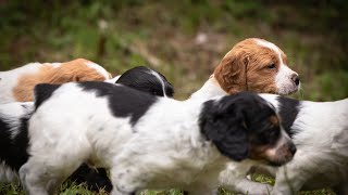 Ensuring Your Brittany Dog is Up to Date with Vaccinations