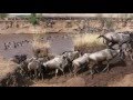 Maasai Mara 2015 - The Crossing!