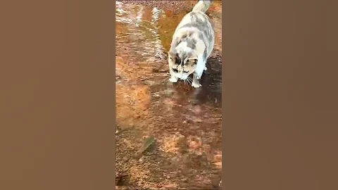 Video 11050821: laugh pets funny cat, cats funny pets animals, cat dog animals pets, hilarious cat funny pets, cat fails funny pets, cat pets cute animals, cat fish funny