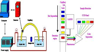 Capillary Electrophoresis