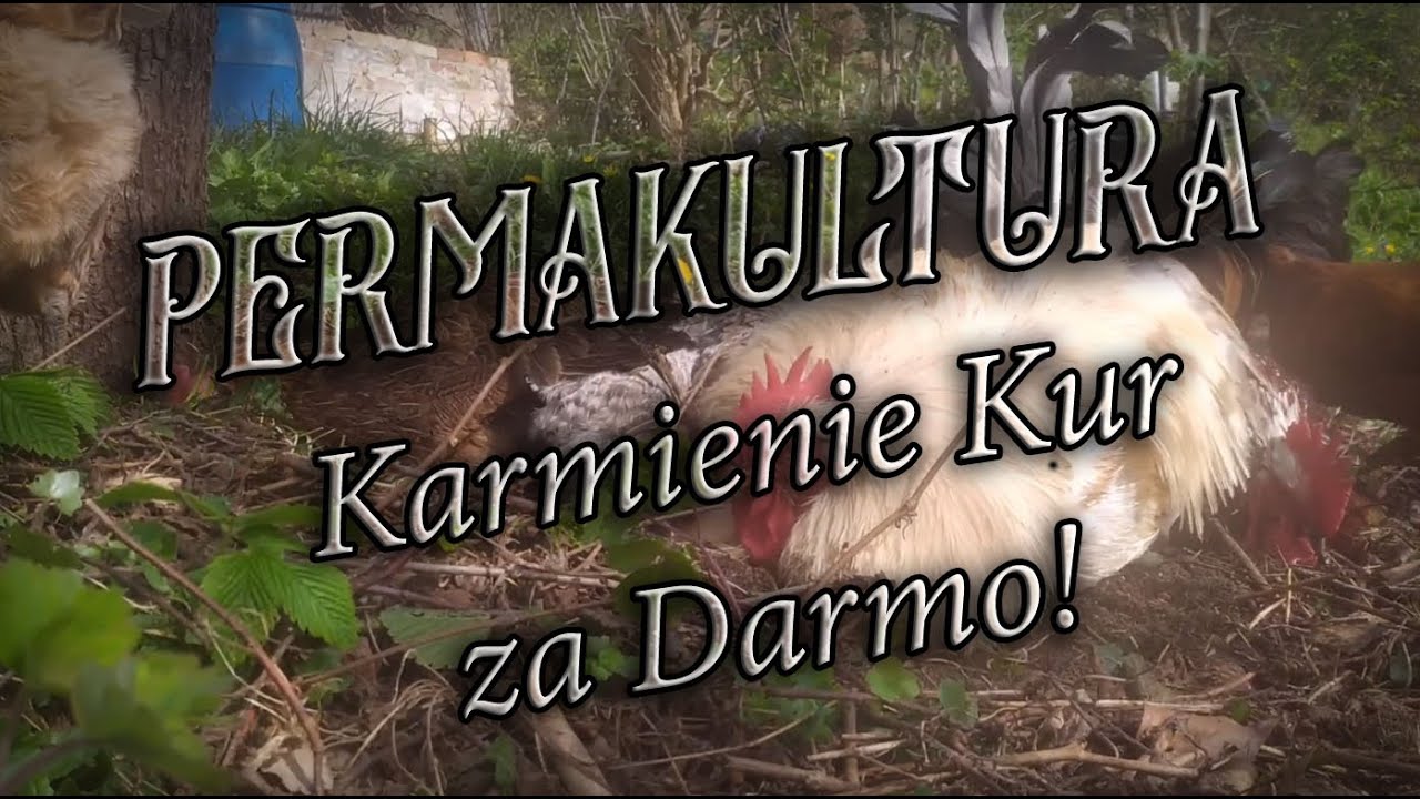 Karmienie Kur za Darmo Robakami Spod Ściółki!