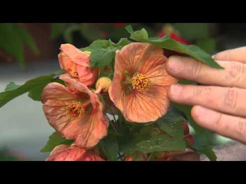 วีดีโอ: ข้อมูลการออกดอกเมเปิ้ล - วิธีการปลูกพืช Abutilon ในสวน