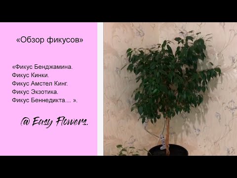 ФИКУС БЕНДЖАМИНА 'Кинки', 'Экзотика', 'Саманта' и ФИКУС БЕНЕДИКТА 'Амстел Кинг'
