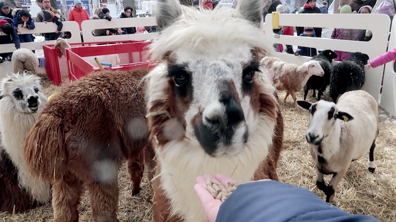 Street Sugar Shack | Daily Vlog | Mtlfoodsnob 
