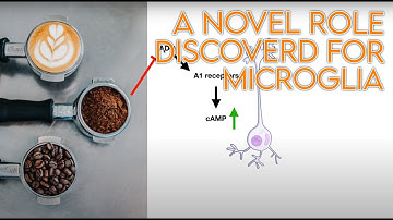 Microglial cells regulate neurons activity in the brain