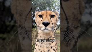 チーターの性格