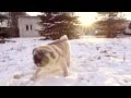 Richard  the winter pug by nolimitsfx