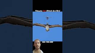 Even the fastest predator can fail.#eagle​ #falcon​ #animals​ #wildlife​ #birds​ #youtube​ #shorts​.