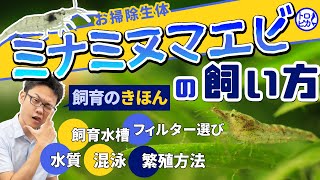 ミナミヌマエビの飼い方！餌・水質・繁殖方法など飼育の基本を解説します