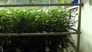 Grow Like A PRO 2 - Day 21 GPW FALLACY EXPOSED! SFVOG