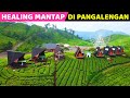 Tempat healing mantap di pangalengan nimo tea resort  glamping bagus di pangalengan