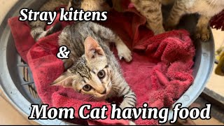 Hungry adorable kittens having their favourite Food under Mom Cat Supervision  #catlover #funnycats