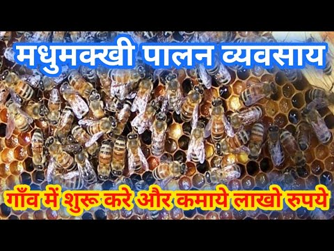 7906663056 Honey bee Farming se kamaye lakho. गाँव में करे मधुमक्खी पालन  व्यवसाय कमाए लाखो I - YouTube