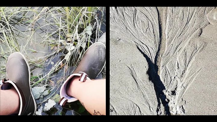 STURGEON BANK AND ORCA