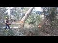 TREE FELLING, EXTREME LEANER STAYS ON STUMP