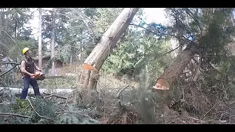 TREE FELLING, EXTREME LEANER STAYS ON STUMP