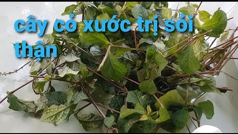 Cây cỏ xước trị sỏi thận