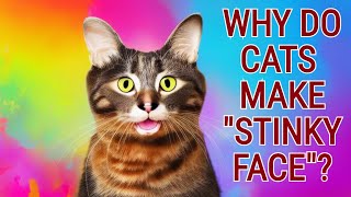 Why Cats React Strangely to Funny Or Stinky Smells by Pretty Purrfect Cat Facts 118 views 10 months ago 5 minutes, 57 seconds