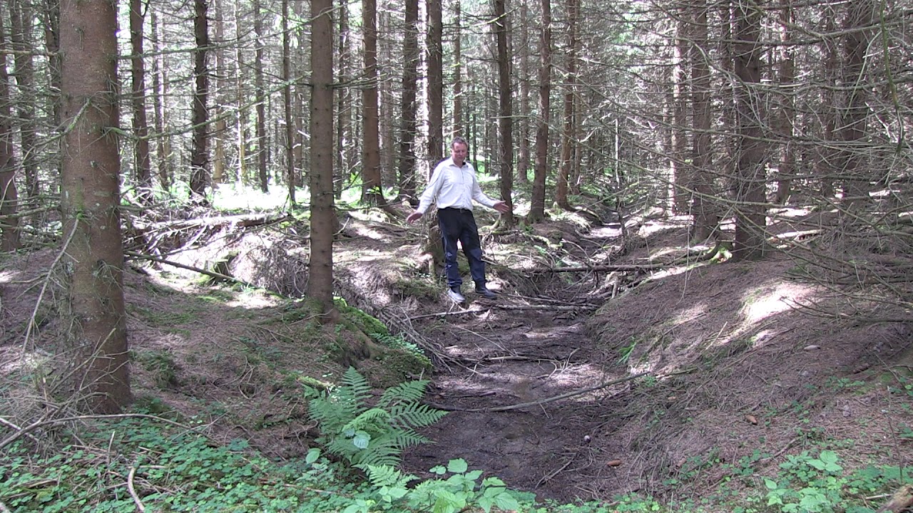 Naturnära skogsbruk, varför då?
