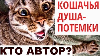 АВТОРА! Чужая душа потемки, ну а кошачья тем более! Веселый опрос.