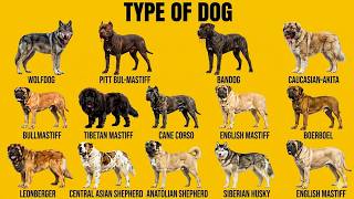 Worlds Largest Dog Breeds Ever Giant Dogs Compilation Types Of Dogs