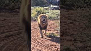 Beloved Lion Blondie Killed by Trophy Hunter