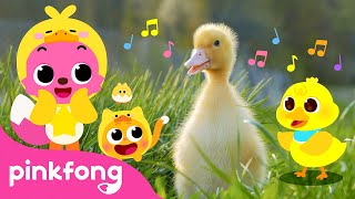 quack quack little baby ducks kids nursery rhyme pinkfong ninimo