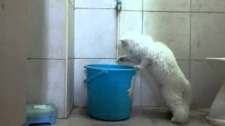 Beefy Playing With Water