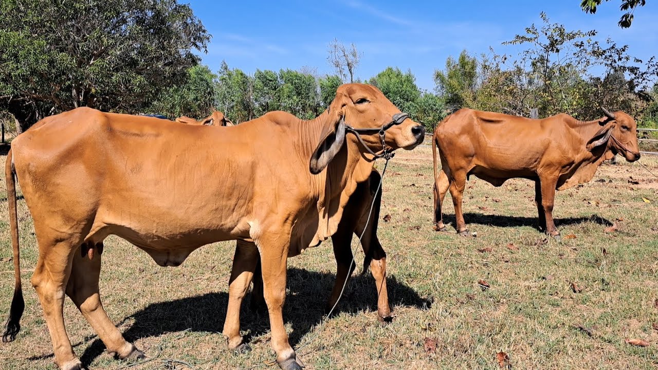 ก้องนาเชือก ของดี ส่งท้ายปีเท่าต้อนรับปีใหม่ บ.วังหิน ต.หนองแดง อ.นาเชือก จ.มหาสารคาม