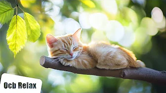 Harmony | 10 Hours of Calming Music for Insomnia & Stress Relief
