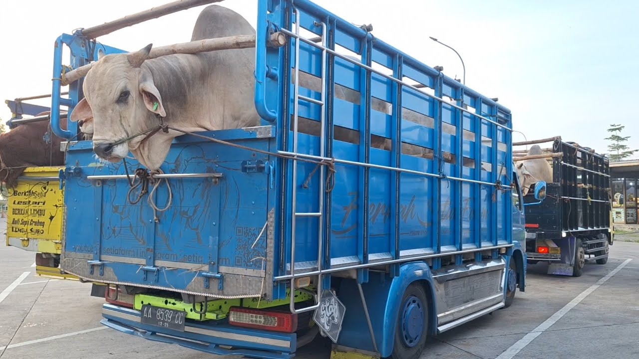 TRUK OLENG SETIA FARM IKUT KONVOI 14 TRUK MENUJU LEMBU MUDA DOA IBU CIREBON‼️