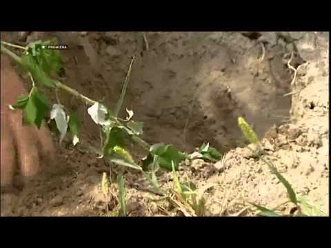 Video: Výsadba Hyacintov Na Jeseň: Kedy By Ste Mali Sadiť? Aký Je Správny Spôsob A Do Akej Hĺbky Sadiť Do Zeme?