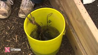 Bare Root Planting