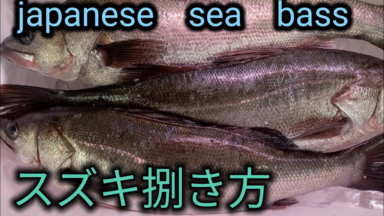japanese sea bass スズキの捌き方！ YouTube