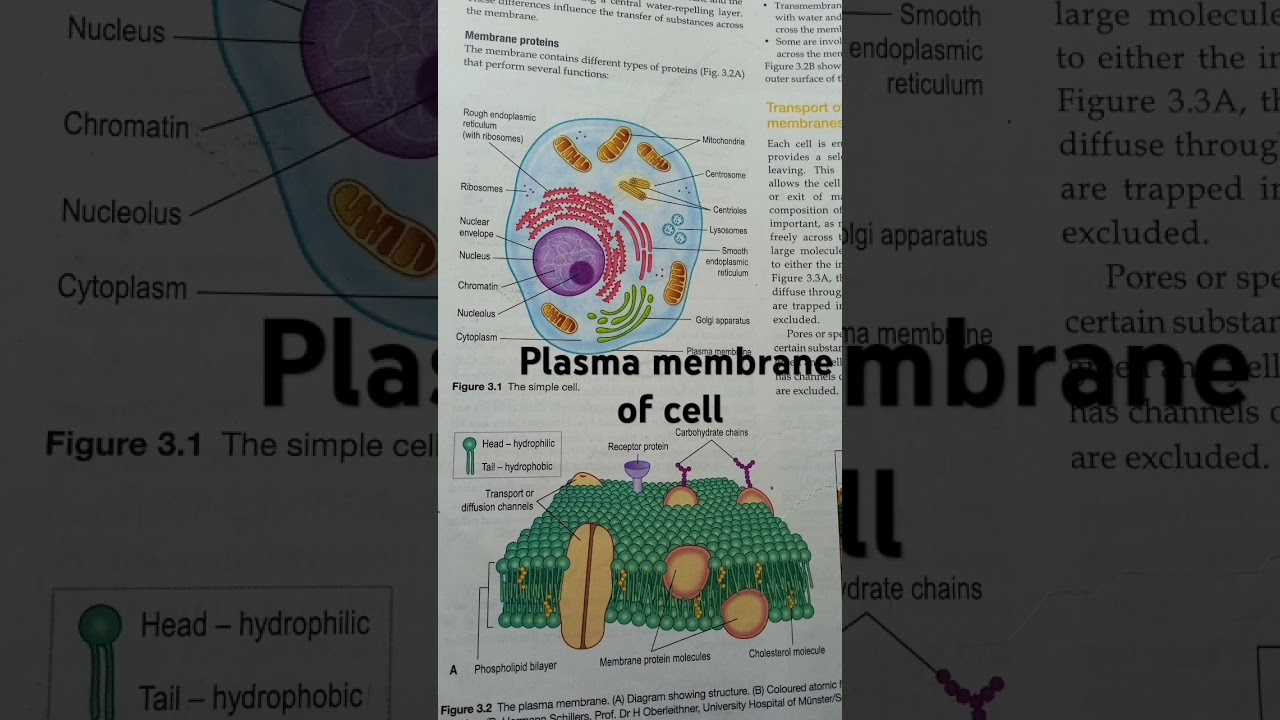 plasma membrane of cell diagram.... part 1&2 .... 