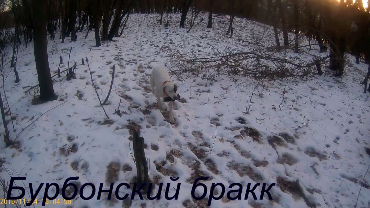 Бурбонский бракк. Тренировка подачи