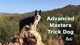 Advanced Masters Trick Dog  36 more border collie tricks