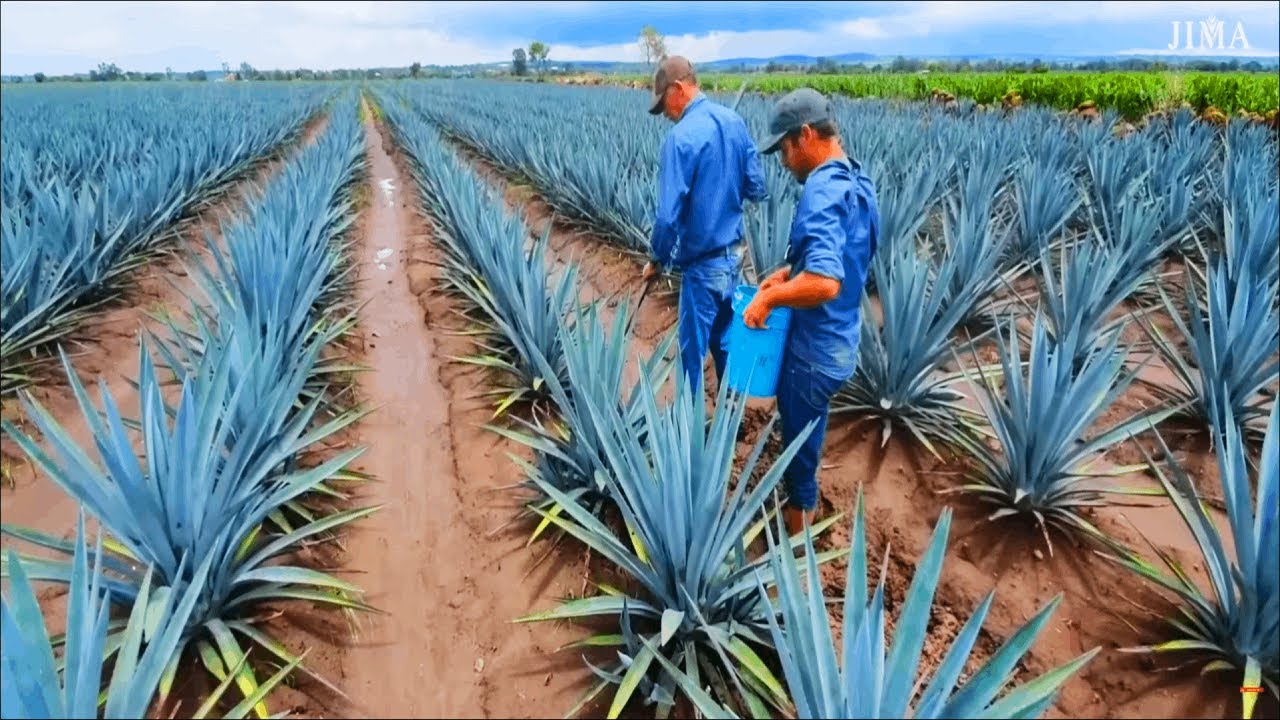 Выращивание и сбор ГОЛУБОЙ АГАВЫ - производство Текилы | Noal Farm ...