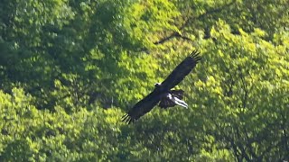 伊吹山のイヌワシ繁殖状況2024年5月5日