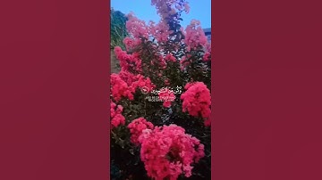القرآن الكريم اكتب شي تؤجر عليه القارئ هزاع البلوشي