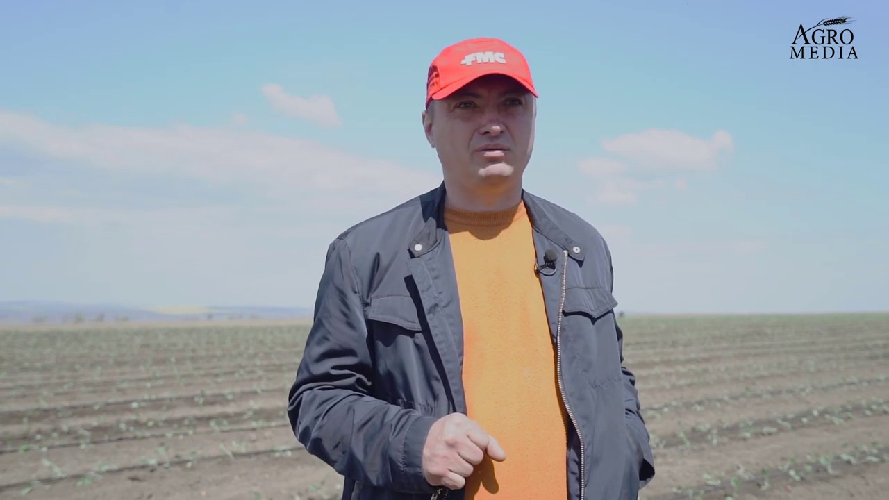 AFACERILE CU LEGUME ADUC PROFIT RAPID AGRICULTORILOR