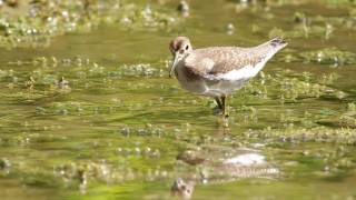 Solitary Sandpiper