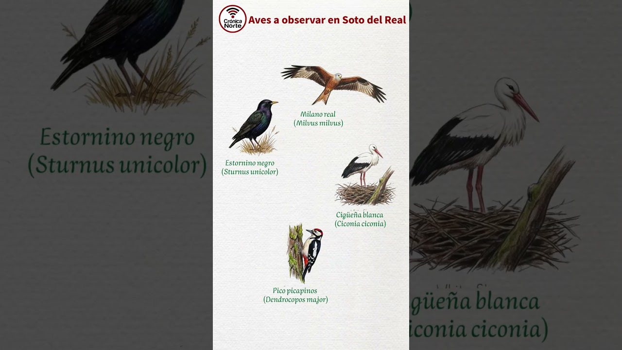 🦅 📷 Soto del Real organiza una visita guiada y un taller de fotografía a su entorno natural